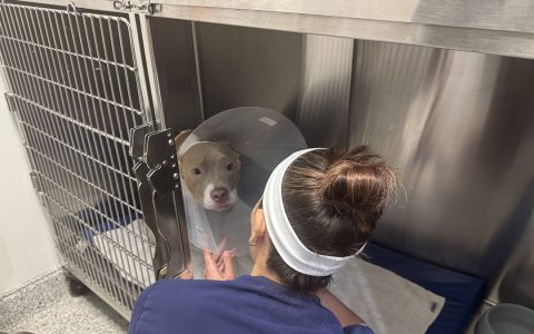 A dog wearing a recovery cone inside a kennel at a veterinary clinic, with a staff member beside it